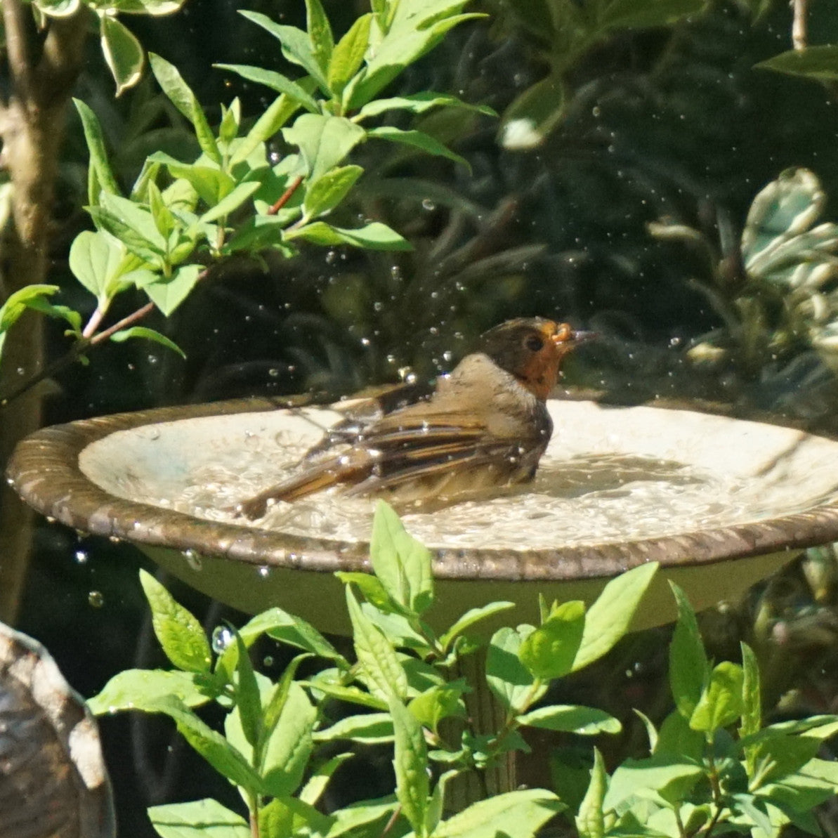 Bird Bath - Cow Parsley