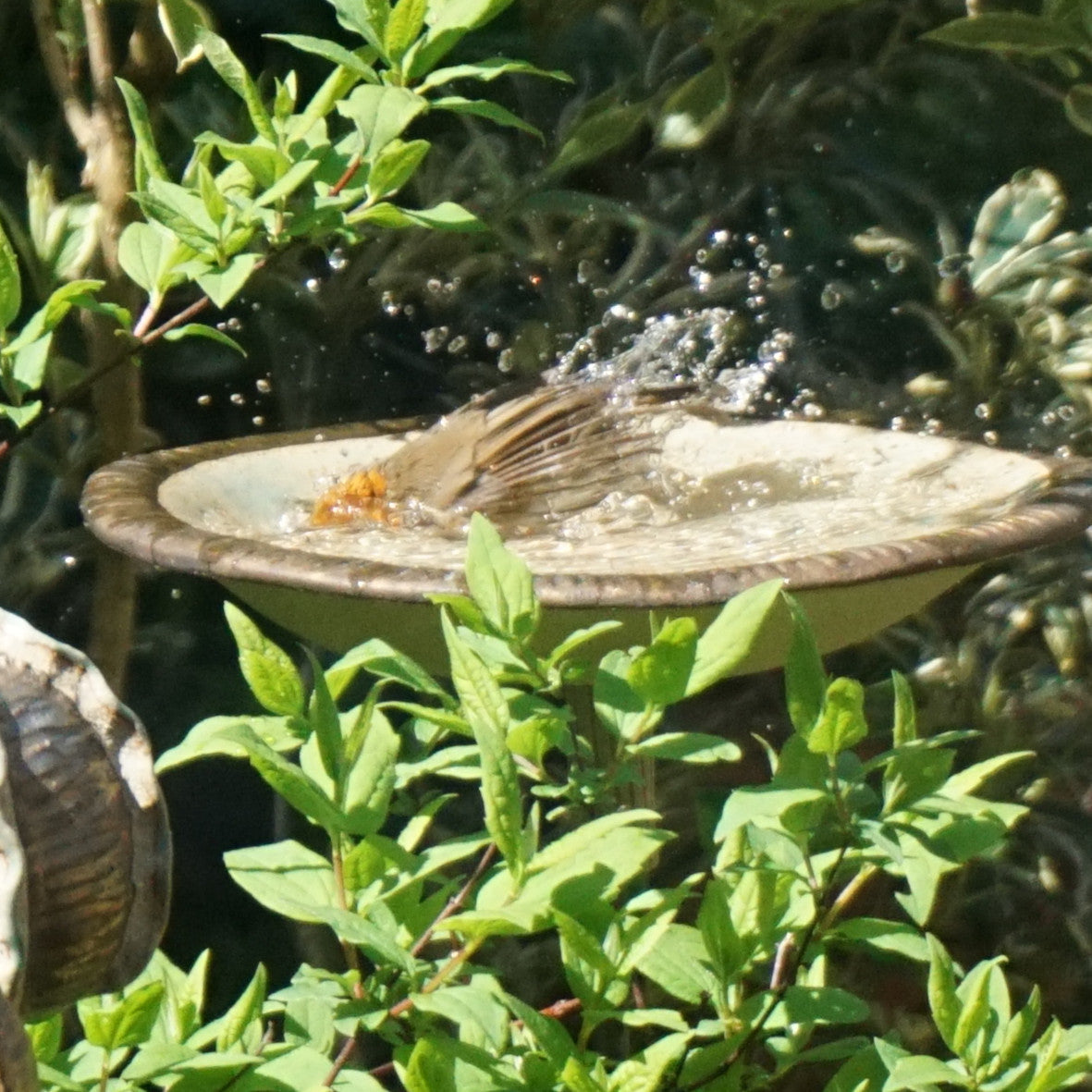 Bird Bath - Cow Parsley